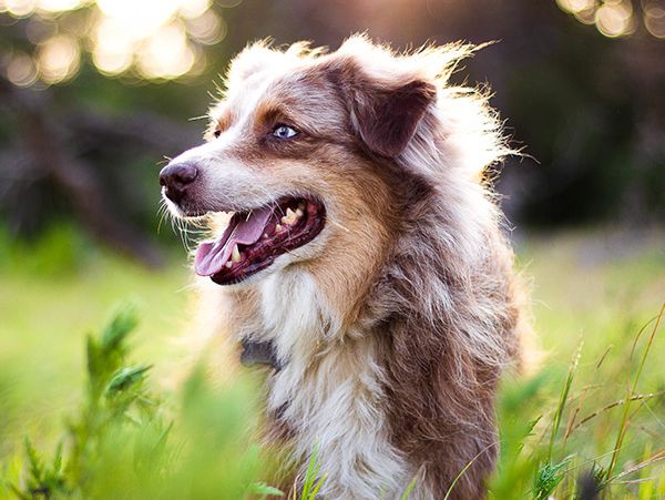 Tierärzte gehen einen Korridor entlang