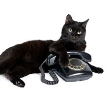 Katze mit Telefon