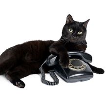 Katze mit Telefon