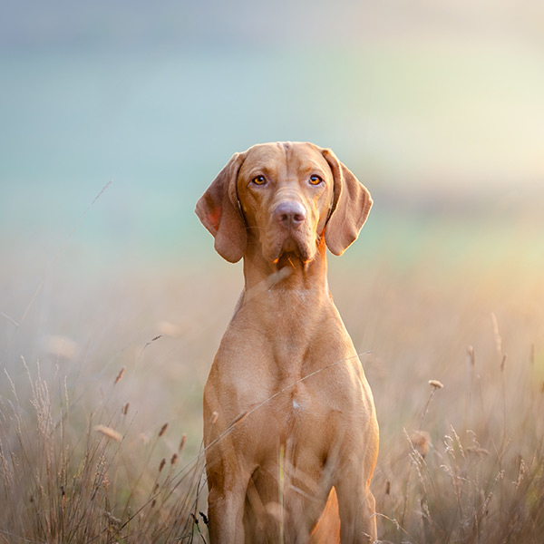 Hund im Feld