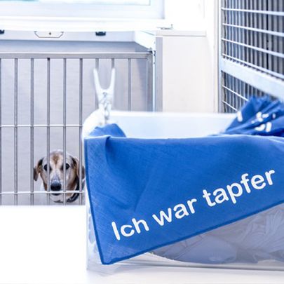 Hund im Hundezwinger