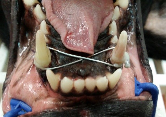 Fixation der Luxation