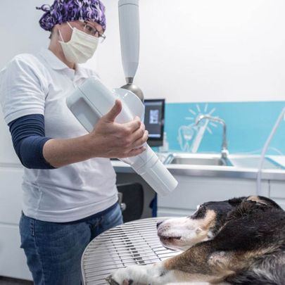 Röntgen bei einem Hund